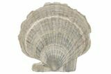 Miocene Fossil Scallop (Chesapecten) - Maryland #189095-1